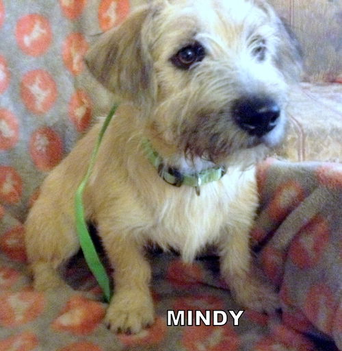 Mindy (Puppy)