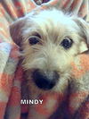 Mindy (Puppy)