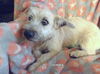 Mindy (Puppy)