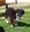 Magic (Puppy)