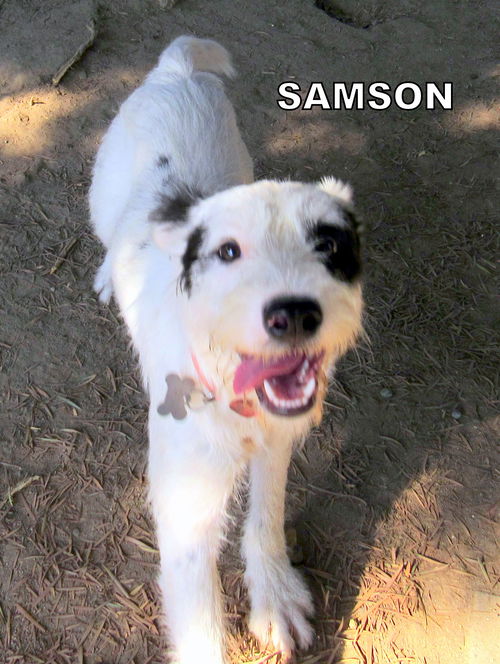 Samson