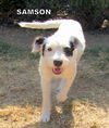 Samson