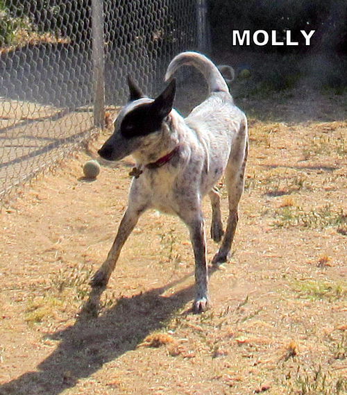 Molly