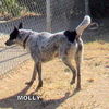 Molly