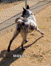 Molly