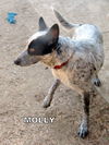 Molly