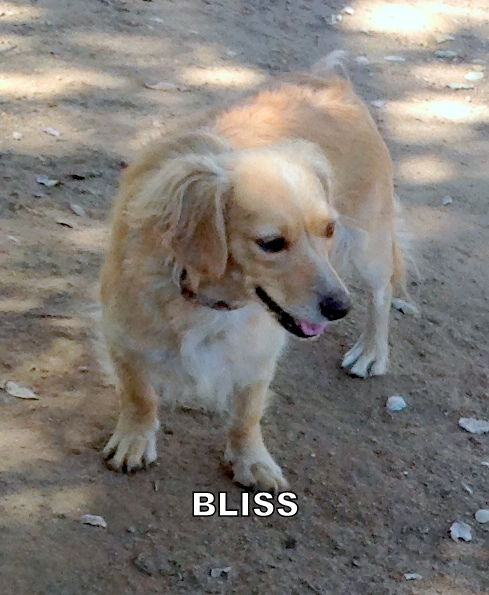 Bliss