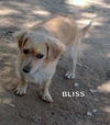 Bliss