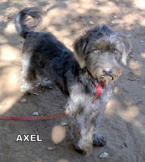 Axel