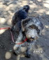 Axel