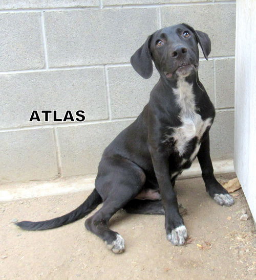 Atlas