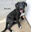 Atlas