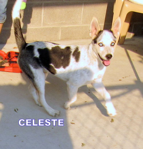 Celeste (Puppy)