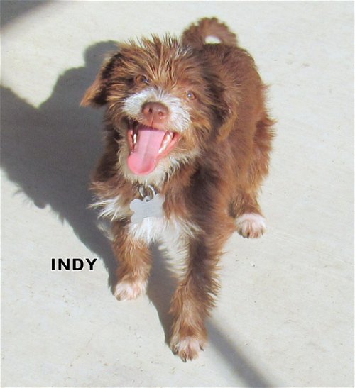 Indy (Puppy)