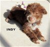 Indy (Puppy)