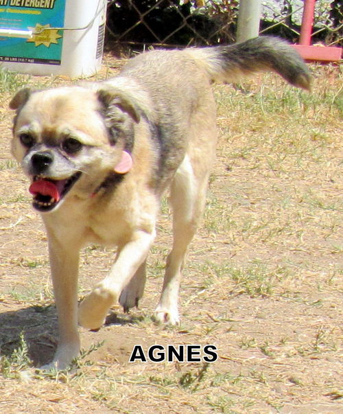 Agnes