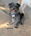 Artie
