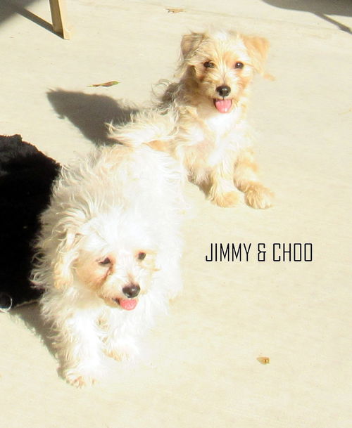 Jimmy & Choo (Posh Puppy)