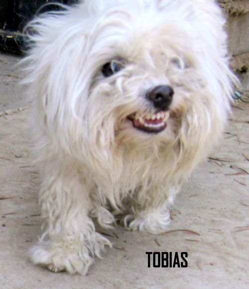 Tobias (Ritzy)