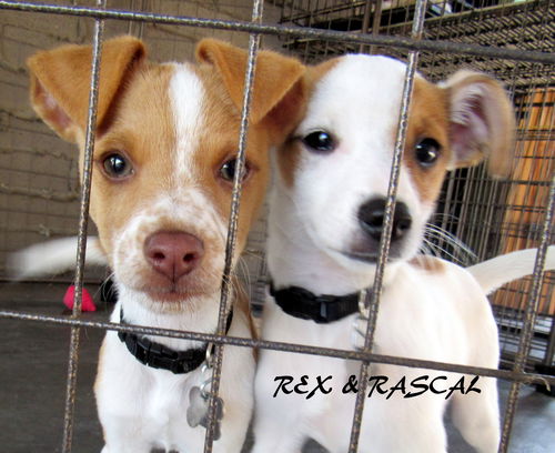 Rex and Rascal  (Puppy)