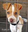 Rex and Rascal  (Puppy)