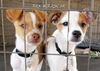 Rex and Rascal  (Puppy)