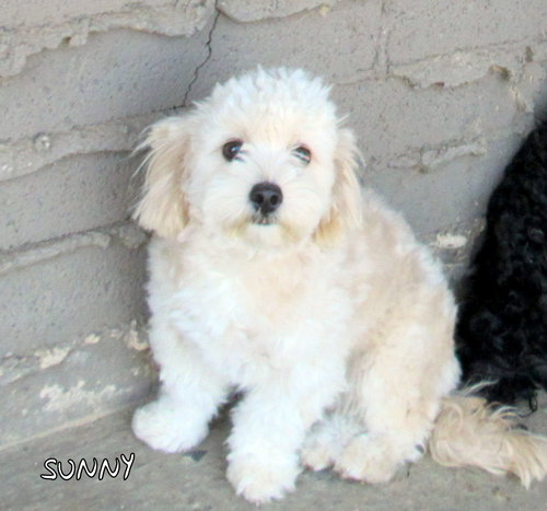 Sunny (Ritzy)