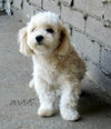 Sunny (Ritzy)