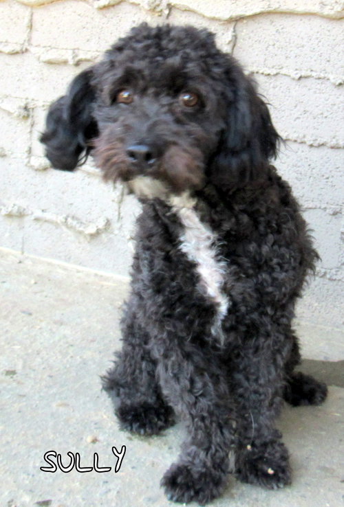 Sully (Ritzy)