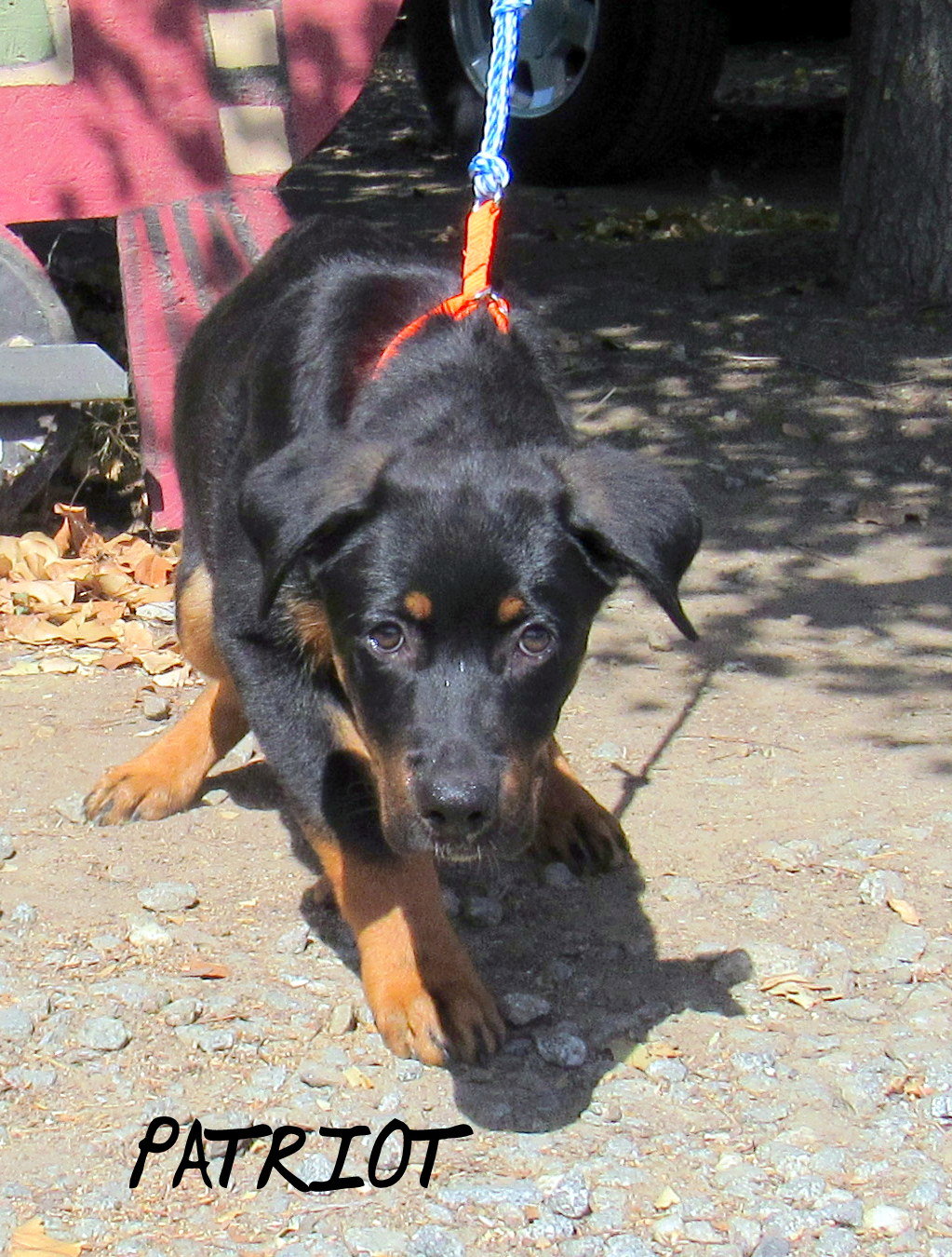 Patriot (Puppy)'s Web Page