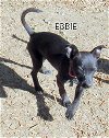 Ebbie (Puppy)