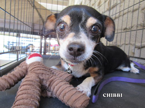 Chibbi (GrandPaws)