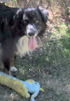 Moses