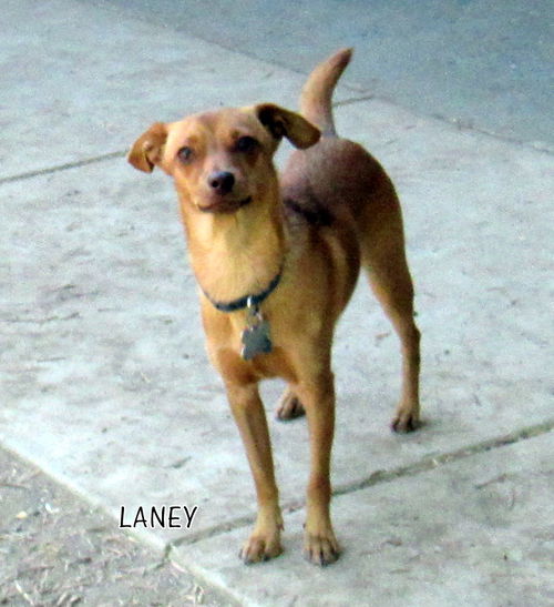 Laney