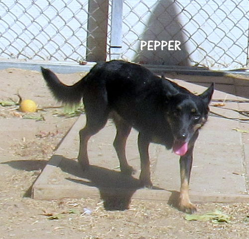 Pepper