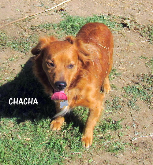 ChaCha