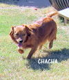 ChaCha