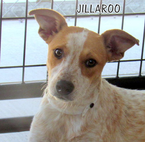 Jillaroo