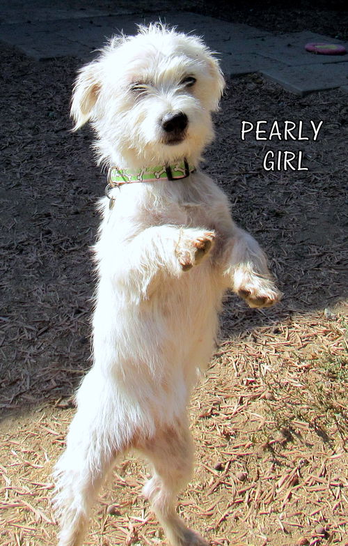 Pearly Girl