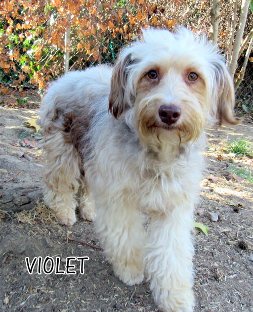 violet (Ritzy)