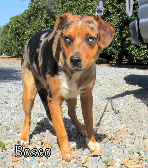 Bosco