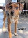 Bosco
