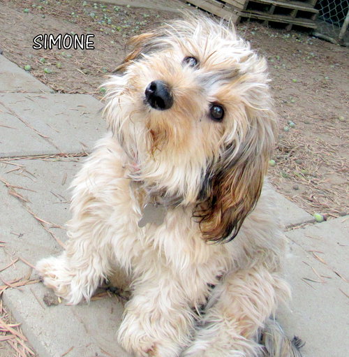 Simone (Ritzy)