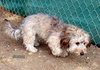 Simone (Ritzy)