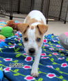 Annie (Puppy)