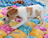 Annie (Puppy)