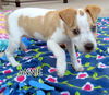 Annie (Puppy)