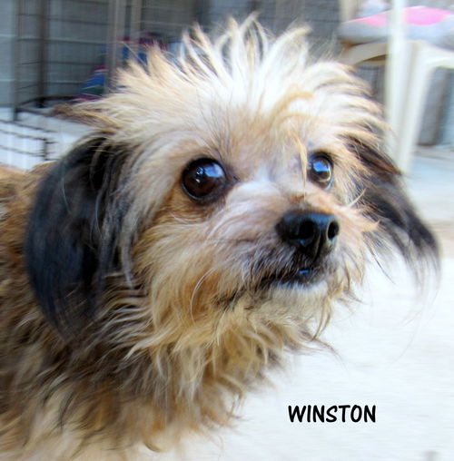 Winston(GrandPaws)