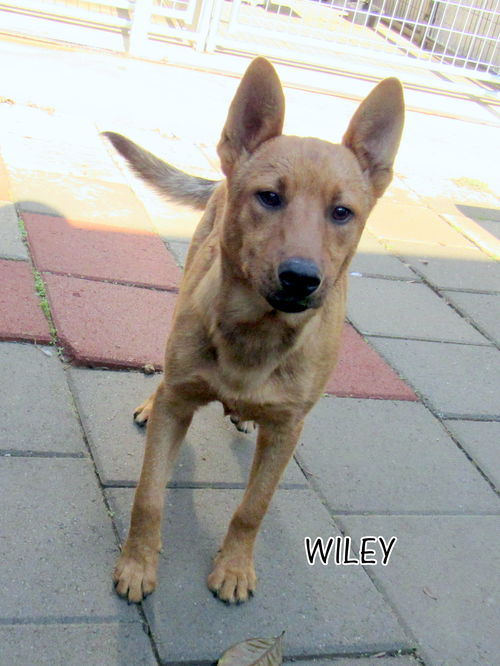 Wiley