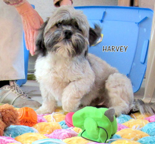 Harvey (Ritzy)